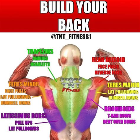 Build Your Back By Tntfitness1 Back Exercises Build Muscle