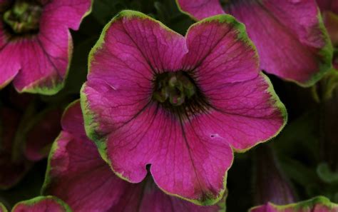 11 Top Varieties Of Petunias