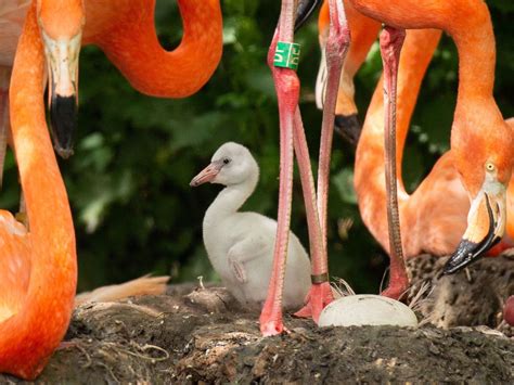 Fluffy Flamingo Chicks Hatch At Whipsnade Zoo Shropshire Star