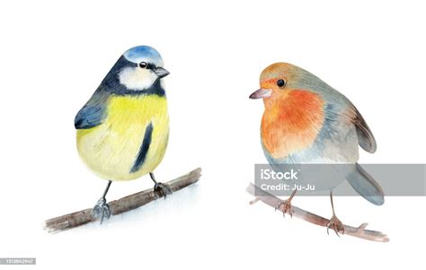 Two Cute Watercolor Birds Robin Redbreast And Blue Tit On Branch On The