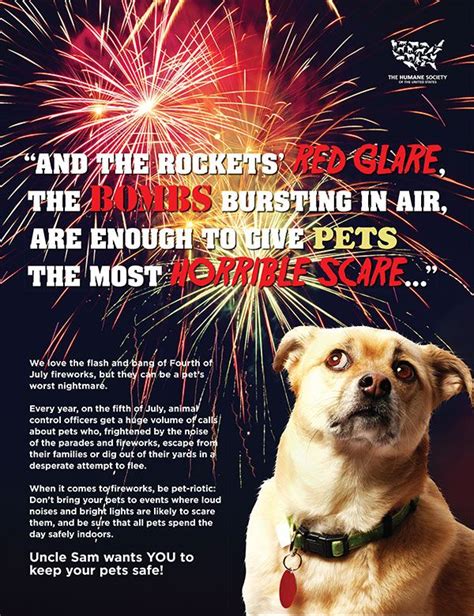 Every year, people across america celebrate independence day on the fourth of july. Keep Your Pets Safe on the 4th of July! | My Beauty Bunny - Cruelty Free Lifestyle Blog | Dogs ...