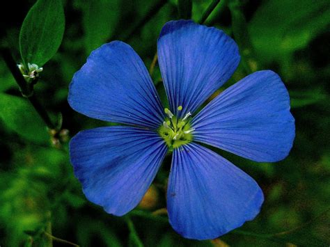 Flowers Colores Dark Blue Flower