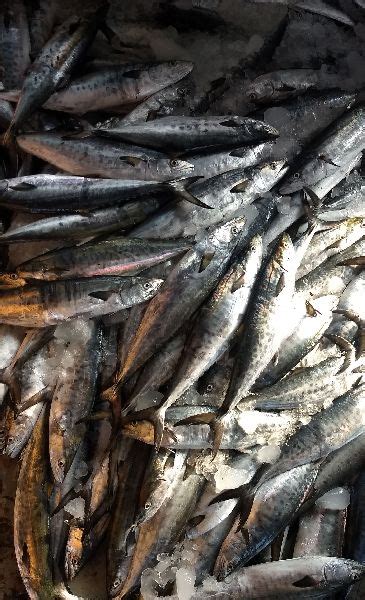 Seer Fish At Best Price In Visakhapatnam Ashraya Marine Foods