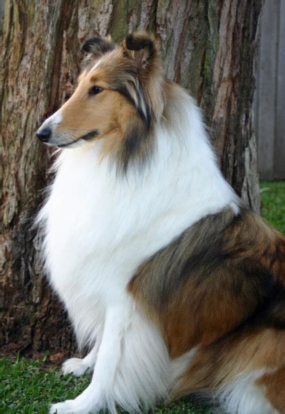 They are kind, affectionate, and serene. The Rough Collie