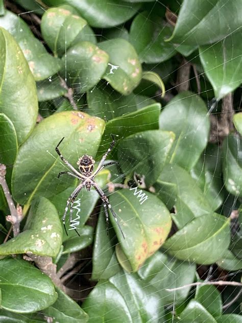 Argiope Argentata Silver Garden Spider In Aliso Viejo California