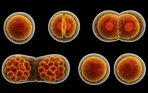 Cell Division Types Stages And Processes Plantlet