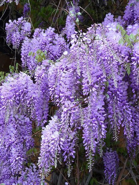 Top 10 Unusual Fragrant Plants And Herbs To Grow In Your Garden