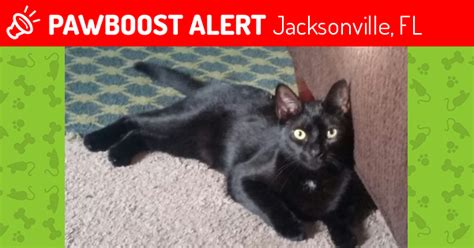 Lost Male Cat In Jacksonville Fl 32225 Named Bruce Id 4630227 Pawboost