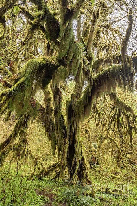 Moss Covered Tree In The Hoh Rainforest Olympic National Park