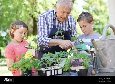 Kids Helping Grandpa With Gardening Stock Photo Alamy