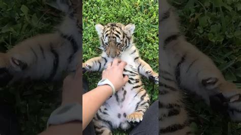 Tiger Belly Rubs Dade Citys Wild Things Youtube