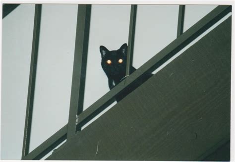 20 Vintage Snaps Of Demonic Glowing Eyed Cats ~ Vintage Everyday