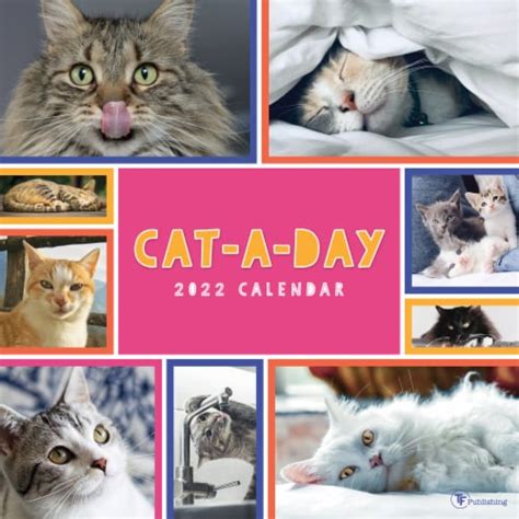 2022 Cat A Day Wall Calendar By Tf Publishing 1 Ct Fred Meyer