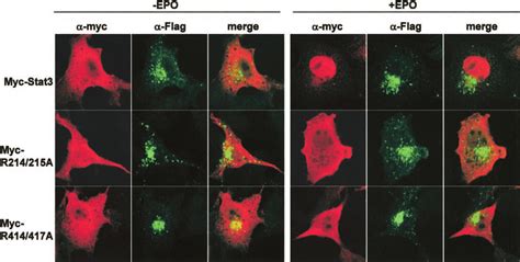 Nuclear Translocation Of Stat3 Mutants Measured By Cell Fractionation