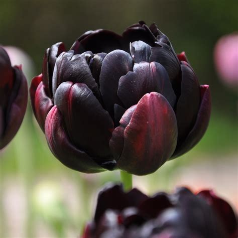 Tulipa Black Hero