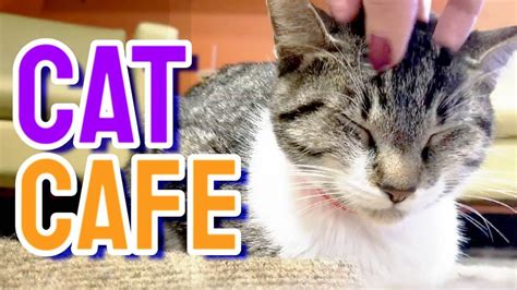 The kitty beautiful is opening in downtown this july and celery. ORLANDO CAT CAFE | So Many Kitties! - YouTube