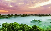 sunset over the trees in the brazilian rainforest of Amazonas – RALPH ...