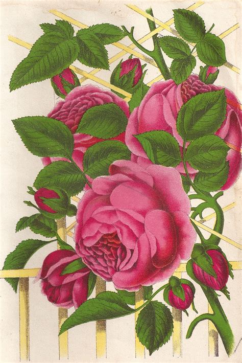 Antique Images Free Pink Rose Graphic Vintage Rose Clip