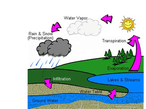 Diagram Explain Water Cycle With Diagram For Class 6 Mydiagramonline