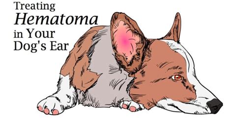 Hematoma Swollen Dog Ear Flap And How To Get It Treated Pethelpful