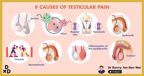 8 Causes Of Testicular Pain Explained By A Urologist