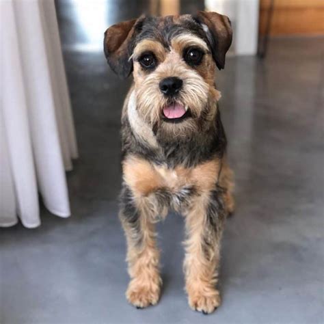 get to know 30 of the best schnauzer mixes k9 web