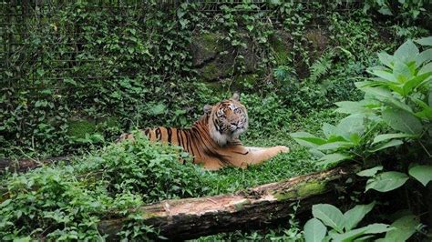 Tag Penangkaran Harimau Sumatera World Tiger Day 2022 Upaya Taman