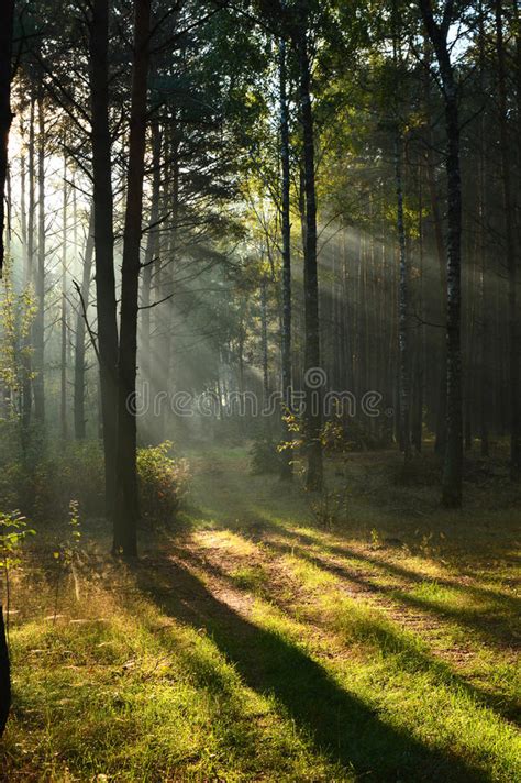 Pine Forest In Morning Sunlight The Mist Stock Image Image Of Leaf