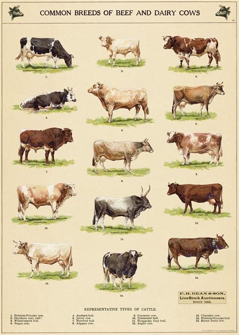 Cow Chart Wrap Dairy Cow Breeds Breeds Of Cows Dairy Cows