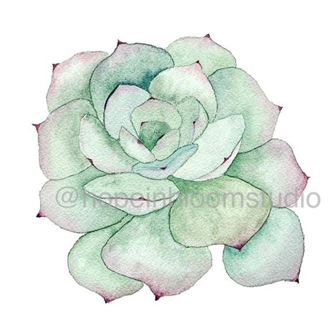 Succulent Watercolor Print Etsy