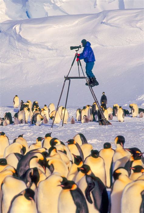 Frans Lanting Photographing Emperor Penguins From Scaffold Antarctica
