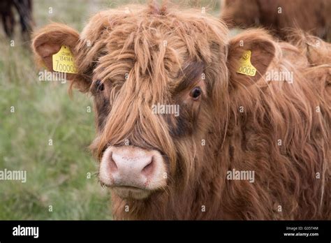 A Highland Cow On The Moors Near Stanbury In West Yorkshire Stock Photo