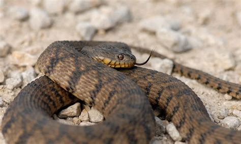 Discover The Largest Diamondback Water Snake Ever Found A Z Animals