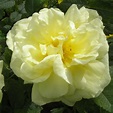 Agnes Rose BUSH | Trevor White Roses | Buy quality mail order roses