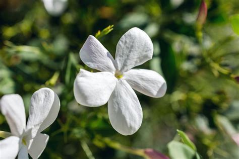 10 Great Jasmines To Grow In Your Garden Climbing Vines Climbing