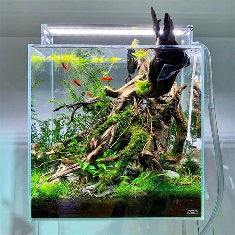 Awesome Nano Tank Driftwood Style Aquascape Aquarium Nature Aquarium