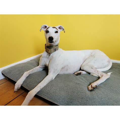 Greyhound And Lurcher Dog Beds Orthopaedic Memory Mattress Pointy