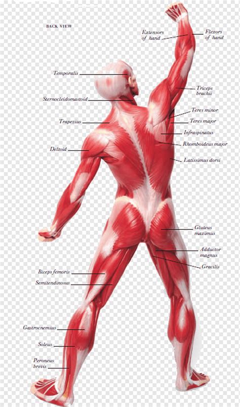 Sistema Muscular Tejido Muscular Cuerpo Humano Sistema De órganos