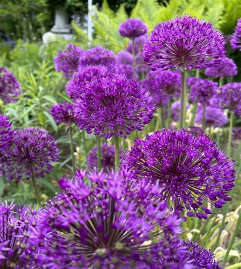 Allium Aflatunense Purple Sensation John Scheepers Beauty From Bulbs