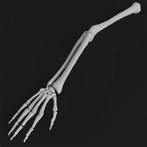 Human Arm Hand Skeletal Bones D Max D Model Arm Bones Anatomy Bones Bones