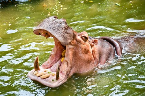 Million Year Old Tooth Is The Earliest Evidence Of Hippos In The Uk •