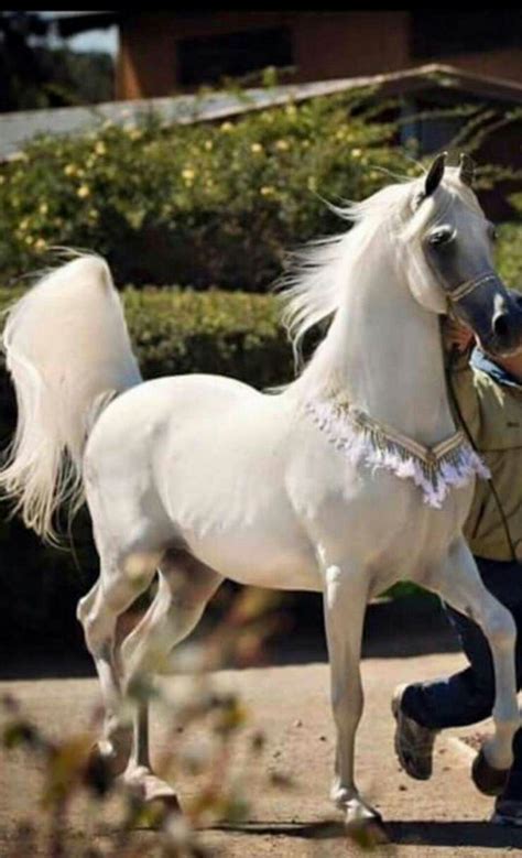 Pin by ظِلّ . on HORSES . احصـنه | Horses, Most beautiful horses, Beautiful horses