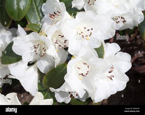 White Flowers Of Dwarf Evergreen Rhododendron Shrub Snow Lady From