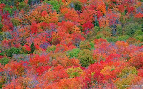 Fall Leaves Desktop Wallpapers Wallpaper Cave