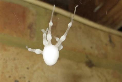 Zombie Spider Half Dead And Covered In Fungi Roddlyterrifying