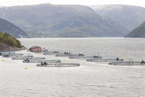 Fish Farm Norway Stock Image Image Of Fjord Food 132539415