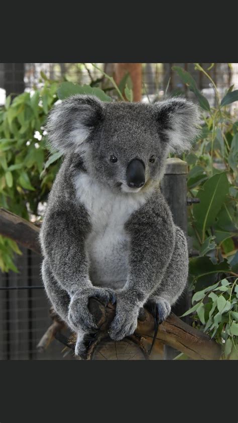 Pin By Rebecca Davis On Koala Bears In 2023 Cute Animals Koala Bear
