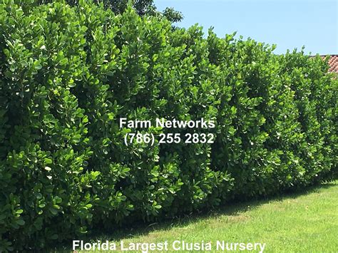 Clusia Hedge Miami Hedges Landscaping Clusia Hedge Clusia