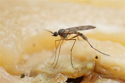 4 Fast Ways To Treat Gnat Bites And How To Prevent Infection Pest Wiki