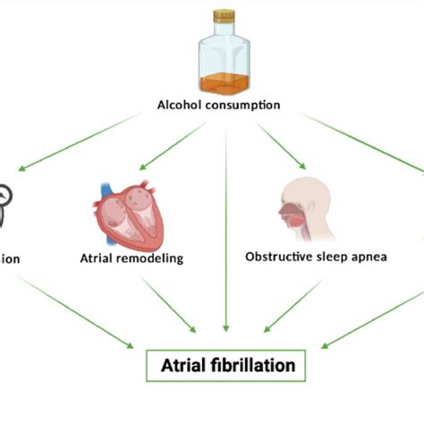 The Pathophysiology Of Alcohol Related Atrial Fibrillation Download